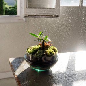 Taller de Jardín en un bol y Kokedama